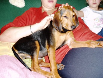 Hund Schlagen