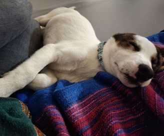 22 11 30 snoopy