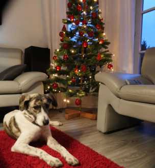 22 12 25 holly