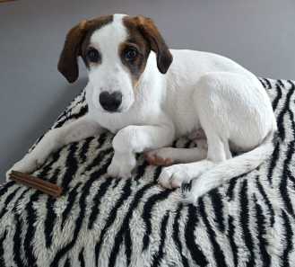 23 01 23 snoopy