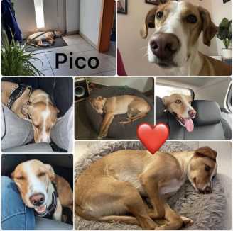 23 04 28 pico