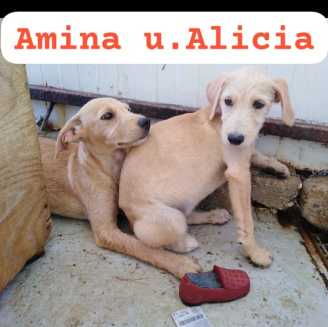 23 06 22 amina