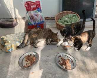 24 08 27 futterspende katzen