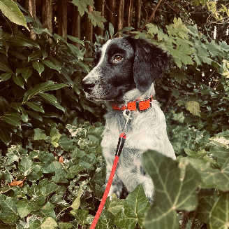 25 10 12 poppy
