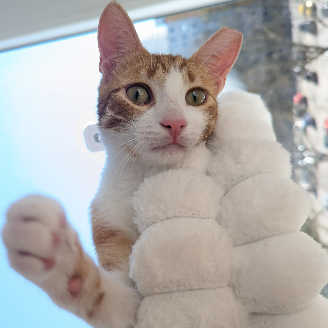 26 05 05 katze meli