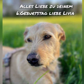 26 06 04 livia