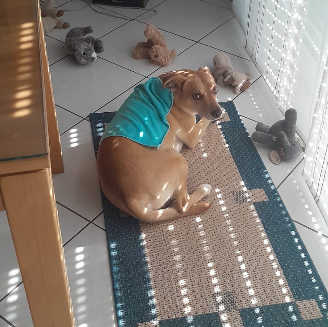 26 06 30 peanut